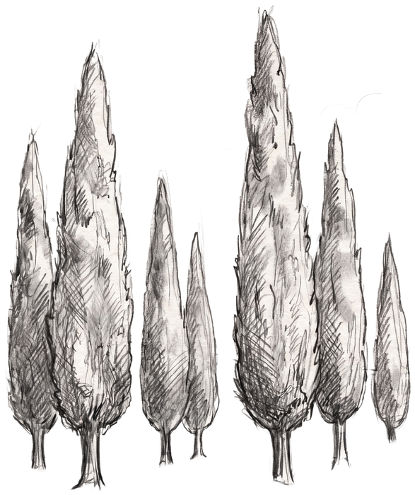 Pencil sketch of a cypress grove