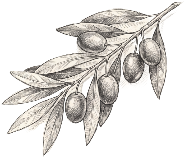 Pencil sketch of an olive sprig with fruit